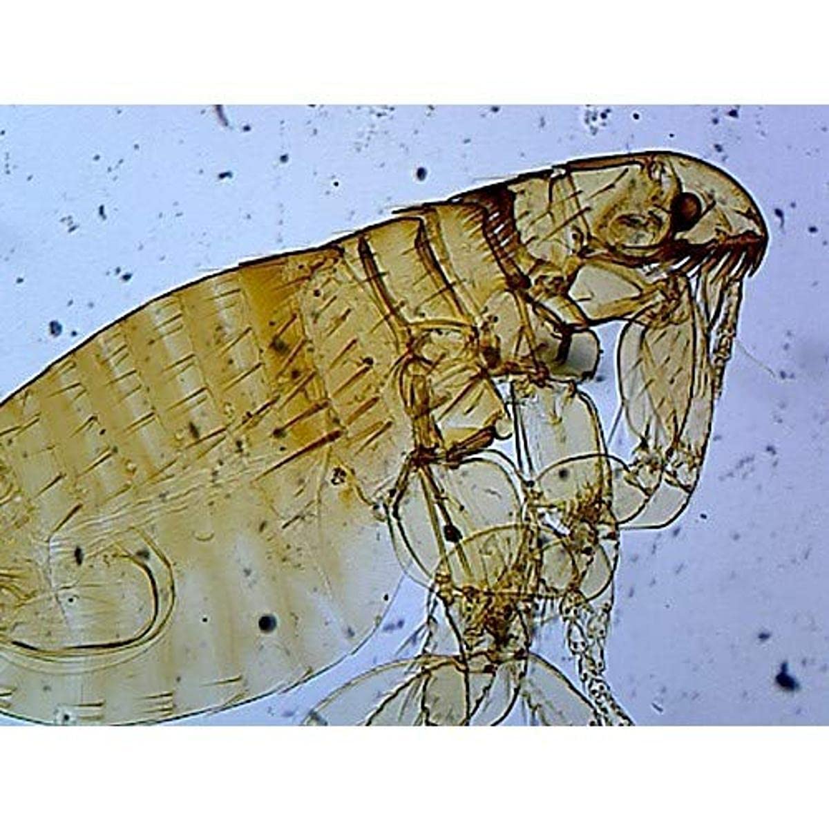 GSC S99019, Ctenocephalides Adult, Whole Mount Dog or Cat Flea